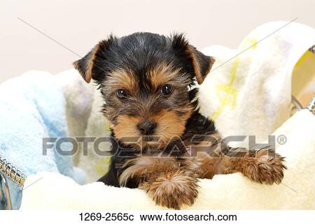 Close-up of a Yorkshire Terrier puppy in a laundry basket View Large Photo Image Stock Image - Close-up of a Yorkshire Terrier puppy in a laundry basket. Fotosearch