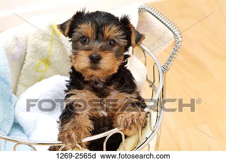 Close-up of a Yorkshire Terrier puppy in a laundry basket View Large Photo Image Stock Image - Close-up of a Yorkshire Terrier puppy in a laundry basket. Fotosearch