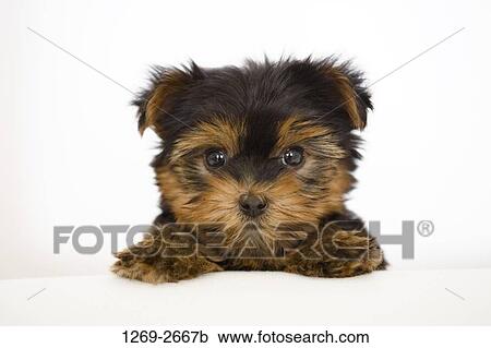 Close-up of a Yorkshire Terrier puppy View Large Photo Image Stock Image - Close-up of a Yorkshire Terrier puppy. Fotosearch