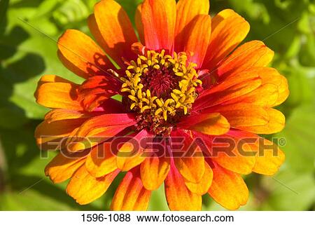Close-up of a Zinnia (Zinnia elegans) flower View Large Photo Image Stock Photo - Close-up of a Zinnia (Zinnia elegans) flower. Fotosearch