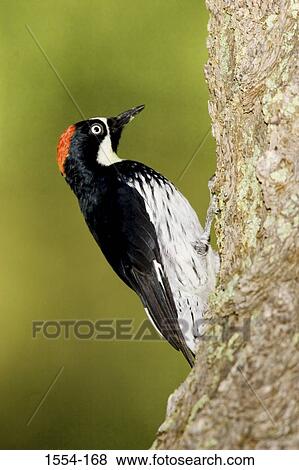 Close-up of an Acorn woodpecker (Melanerpes formicivorus) perching on a tree trunk View Large Photo Image Stock Photo - Close-up of an Acorn woodpecker (Melanerpes formicivorus) perching on a tree trunk. Fotosearch