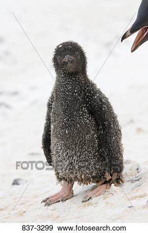 Close-up of an Adelie penguin (pygoscelis adeliae) chick, Antarctica View Large Photo Image Stock Photo - Close-up of an Adelie penguin (pygoscelis adeliae) chick, Antarctica. Fotosearch