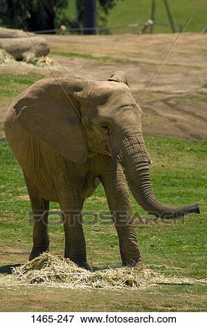 Close-up of an African Elephant (Loxodonta africana) in a zoo View Large Photo Image Stock Photo - Close-up of an African Elephant (Loxodonta africana) in a zoo. Fotosearch