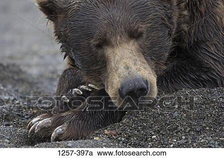Stock Image - Close-up of an Alaskan Brown bear (Ursus arctos middendorffi), Hallo Bay, Alaska, USA. Fotosearch