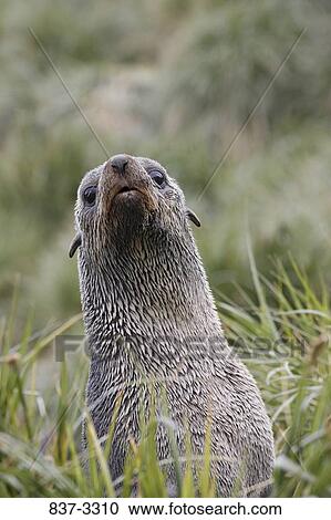 Stock Image - Close-up of an Antarctic Fur seal (Arctocephalus gazella), South Sandwich Islands, Antarctica. Fotosearch