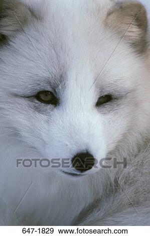 Close-up of an Arctic fox (Alopex lagopus) View Large Photo Image Stock Photo - Close-up of an Arctic fox (Alopex lagopus). Fotosearch