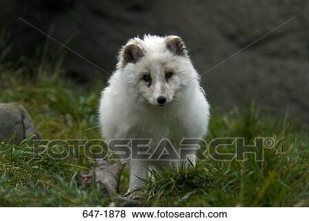Close-up of an Arctic fox pup (Alopex lagopus) View Large Photo Image Stock Photo - Close-up of an Arctic fox pup (Alopex lagopus). Fotosearch