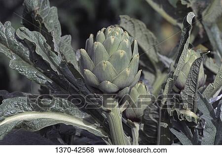 Close-up of an artichoke plant View Large Photo Image Stock Photo - Close-up of an artichoke plant. Fotosearch