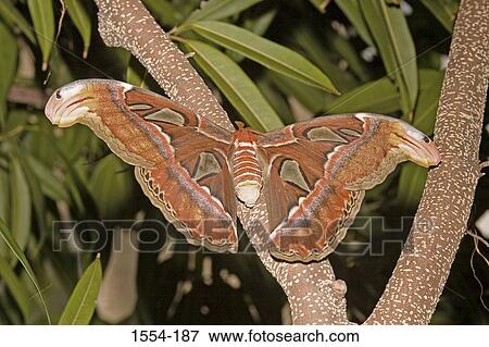 Stock Photo - Close-up of an Atlas moth (Attacus atlas). Fotosearch