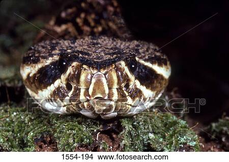 Picture - Close-up of an Eastern Diamondback rattlesnake (Crotalus adamanteus). Fotosearch