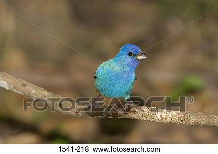 Close-up of an Indigo bunting (Passerina cyanea) perching on a tree branch View Large Photo Image Stock Photo - Close-up of an Indigo bunting (Passerina cyanea) perching on a tree branch. Fotosearch