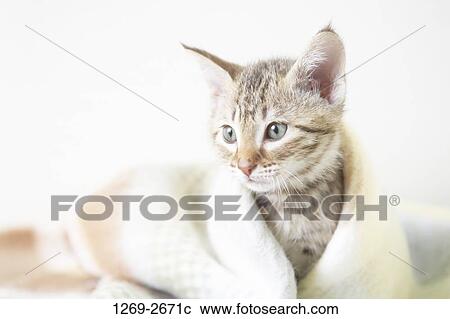 Close-up of an Ocicat kitten covered with a blanket View Large Photo Image Stock Image - Close-up of an Ocicat kitten covered with a blanket. Fotosearch