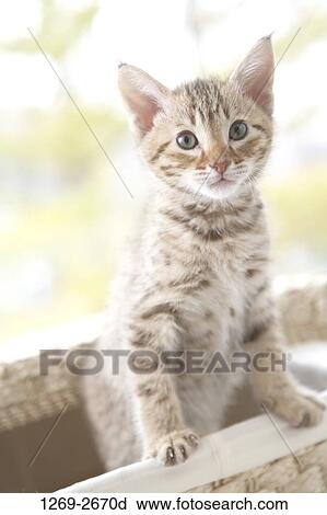 Close-up of an Ocicat kitten in a basket View Large Photo Image Stock Image - Close-up of an Ocicat kitten in a basket. Fotosearch