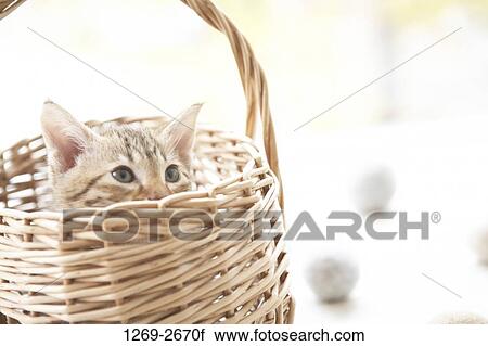Close-up of an Ocicat kitten in a basket View Large Photo Image Stock Image - Close-up of an Ocicat kitten in a basket. Fotosearch