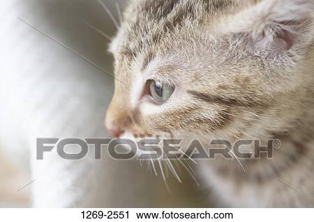 Stock Image - Close-up of an Ocicat kitten. Fotosearch