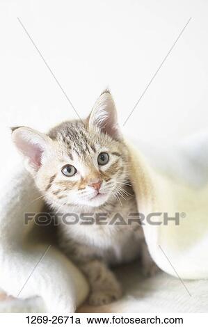 Close-up of an Ocicat kitten under a blanket View Large Photo Image Stock Image - Close-up of an Ocicat kitten under a blanket. Fotosearch