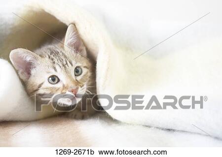 Close-up of an Ocicat kitten under a blanket View Large Photo Image Stock Image - Close-up of an Ocicat kitten under a blanket. Fotosearch