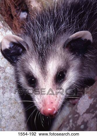 Close-up of an opossum (Dideiphis virginiana) View Large Photo Image Stock Image - Close-up of an opossum (Dideiphis virginiana). Fotosearch