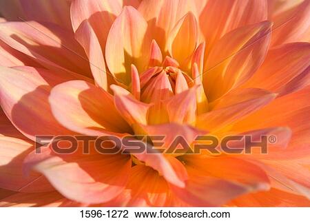 Close-up of an orange Dahlia View Large Photo Image Stock Image - Close-up of an orange Dahlia. Fotosearch