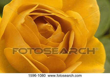 Stock Image - Close-up of an Orange Rose. Fotosearch