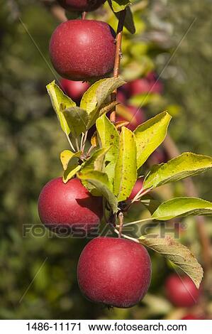 Stock Image - Close-up of apples hanging on the branch of a tree. Fotosearch