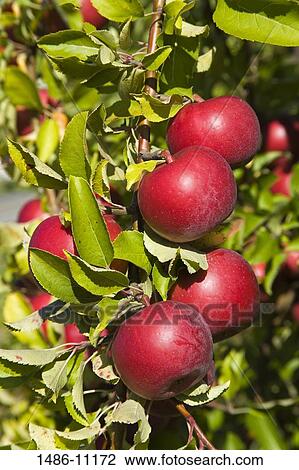 Close-up of apples on the branch of a tree View Large Photo Image Stock Image - Close-up of apples on the branch of a tree. Fotosearch