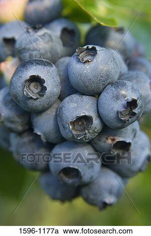 Close-up of blueberries View Large Photo Image Stock Image - Close-up of blueberries. Fotosearch