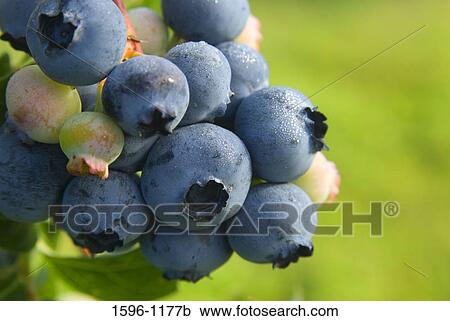 Close-up of blueberries View Large Photo Image Stock Image - Close-up of blueberries. Fotosearch
