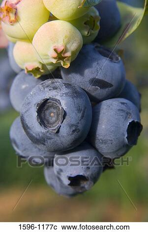 Close-up of blueberries View Large Photo Image Stock Image - Close-up of blueberries. Fotosearch