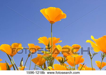 Close-up of California Golden Poppy (Eschscholzia californica) flowers, Marion County, Oregon, USA View Large Photo Image Stock Image - Close-up of California Golden Poppy (Eschscholzia californica) flowers, Marion County, Oregon, USA. Fotosearch