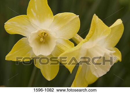 Close-up of Daffodils View Large Photo Image Stock Image - Close-up of Daffodils. Fotosearch