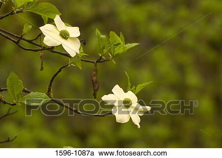 Close-up of Dogwood blooms View Large Photo Image Stock Image - Close-up of Dogwood blooms. Fotosearch