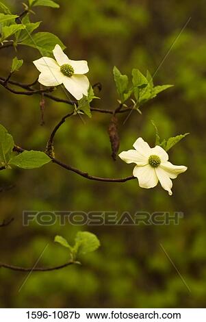 Close-up of Dogwood blooms View Large Photo Image Stock Image - Close-up of Dogwood blooms. Fotosearch