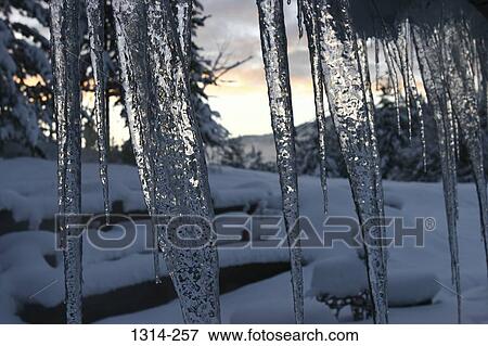 Close-up of icicles at sunrise View Large Photo Image Stock Photo - Close-up of icicles at sunrise. Fotosearch