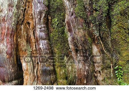 Stock Photo - Close-up of Kigensugi cedar covered with moss, Yakushima Island, Kagoshima Prefecture, Japan. Fotosearch