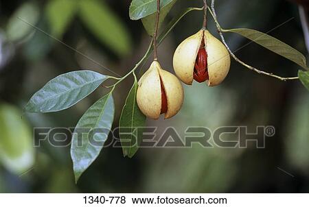 Close-up of nutmegs on a tree View Large Photo Image Stock Photo - Close-up of nutmegs on a tree. Fotosearch