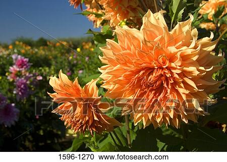 Close-up of orange Dahlias View Large Photo Image Stock Image - Close-up of orange Dahlias. Fotosearch