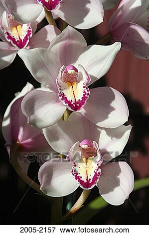 Close-up of Orchid (Cymbidium sp) flowers View Large Photo Image Stock Photo - Close-up of Orchid (Cymbidium sp) flowers. Fotosearch