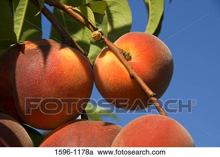 Stock Image - Close-up of peaches on a tree, Marion County, Oregon, USA. Fotosearch