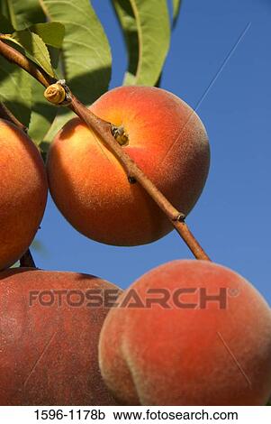 Close-up of peaches on a tree, Marion County, Oregon, USA View Large Photo Image Stock Image - Close-up of peaches on a tree, Marion County, Oregon, USA. Fotosearch