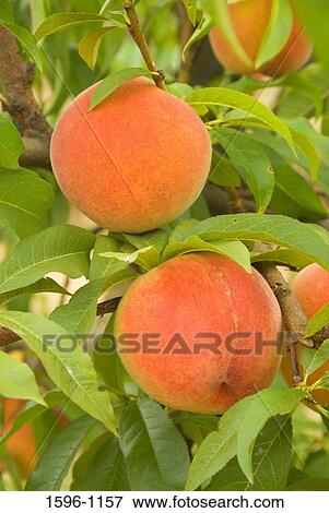 Stock Photo - Close-up of peaches on a tree, Marion County, Oregon, USA. Fotosearch