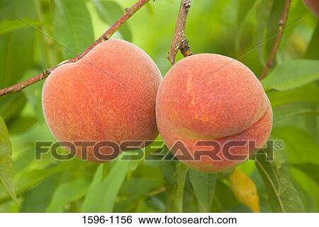 Close-up of peaches on a tree, Marion County, Oregon, USA View Large Photo Image Stock Photograph - Close-up of peaches on a tree, Marion County, Oregon, USA. Fotosearch