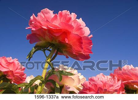 Stock Image - Close-up of Peony flowers, Brooks, Oregon, USA. Fotosearch