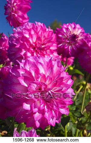Close-up of pink Dahlias View Large Photo Image Stock Photo - Close-up of pink Dahlias. Fotosearch