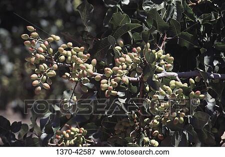 Close-up of pistachios on a branch View Large Photo Image Stock Photo - Close-up of pistachios on a branch. Fotosearch
