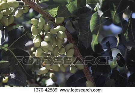 Close-up of pistachios on a branch View Large Photo Image Stock Photo - Close-up of pistachios on a branch. Fotosearch