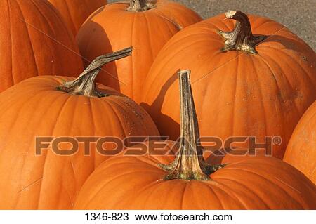 Close-up of pumpkins View Large Photo Image Stock Image - Close-up of pumpkins. Fotosearch