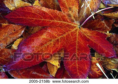 Stock Image - Close-up of Sweet Gum leaves. Fotosearch