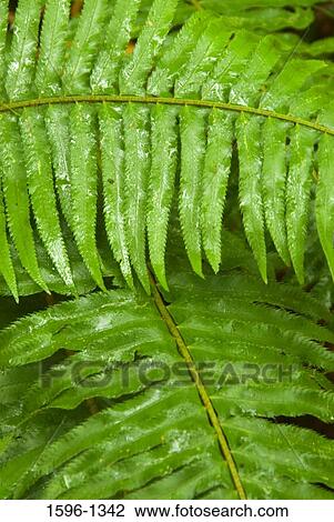 Close-up of Sword ferns (Polystichum munitum) View Large Photo Image Stock Image - Close-up of Sword ferns (Polystichum munitum). Fotosearch