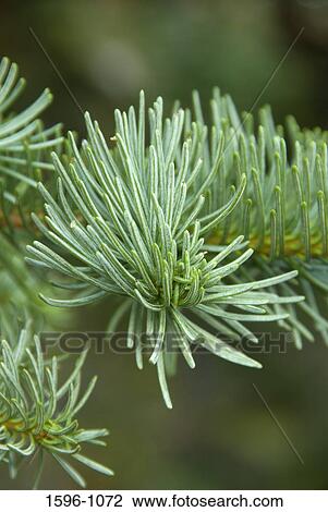 Stock Image - Close-up of the branch of a fir tree. Fotosearch